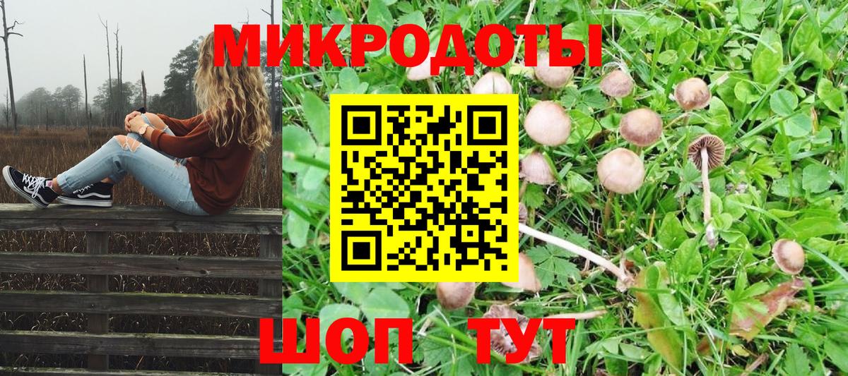 Галлюциногенные грибы Psilocybine cubensis Карачаевск